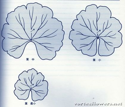 Лист герани рисунок