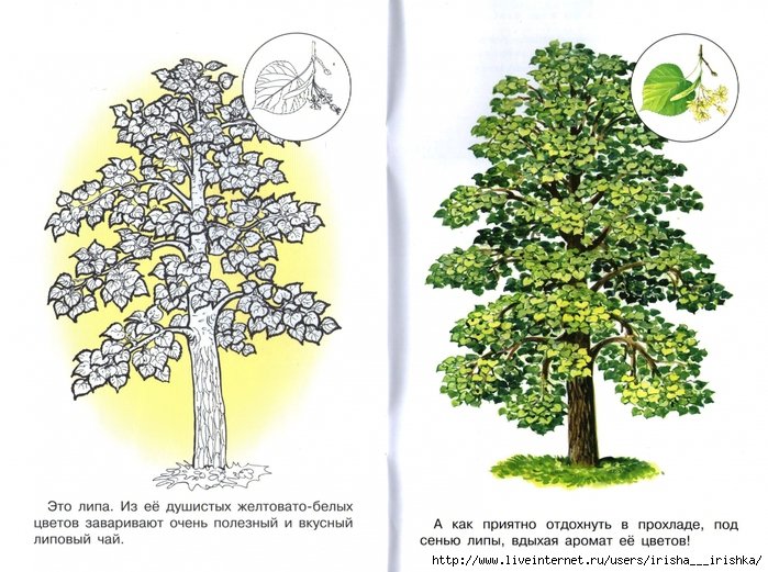 Липа рисунок