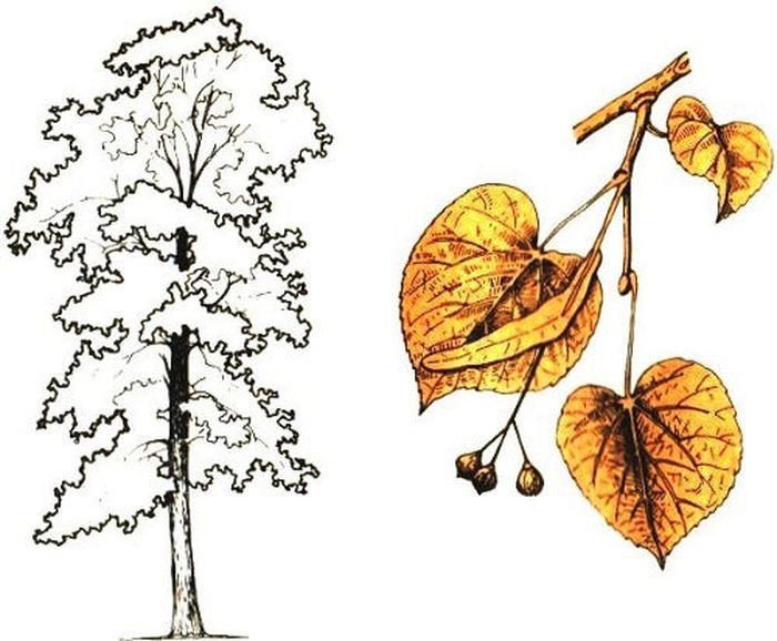 Липа мелколистная лист