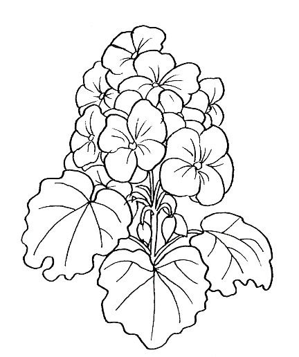 Пеларгония фиалковидная