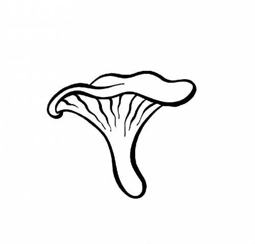 Картинка для раскрашивания гриб Лисичка для детей