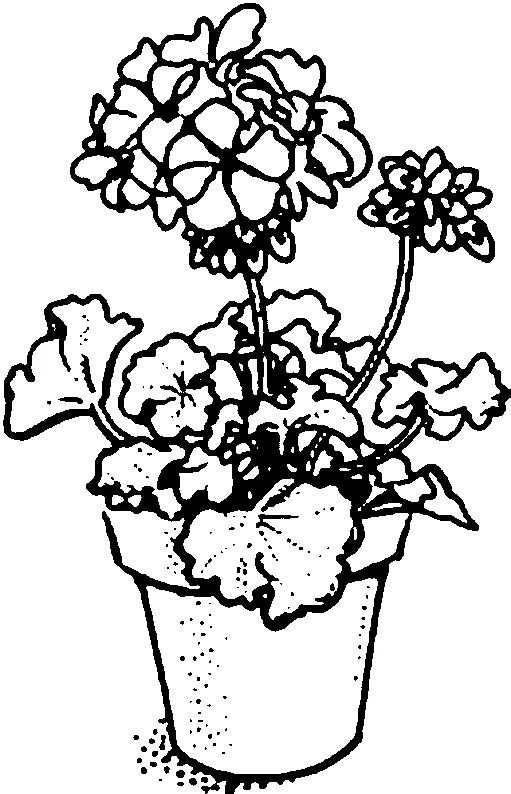 Комнатное растение герань раскраска