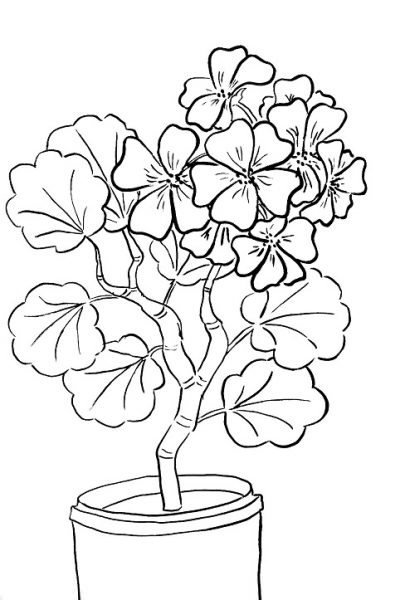 Раскраска комнатные цветы герань