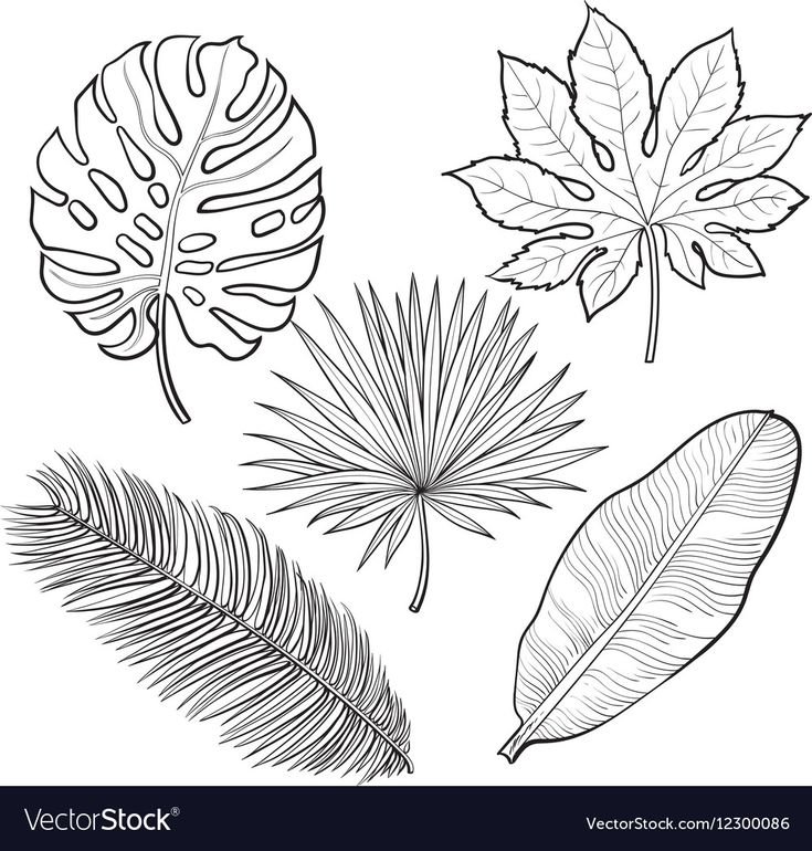 Листья тропических растений