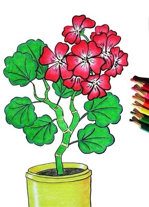 Пеларгония Кариока