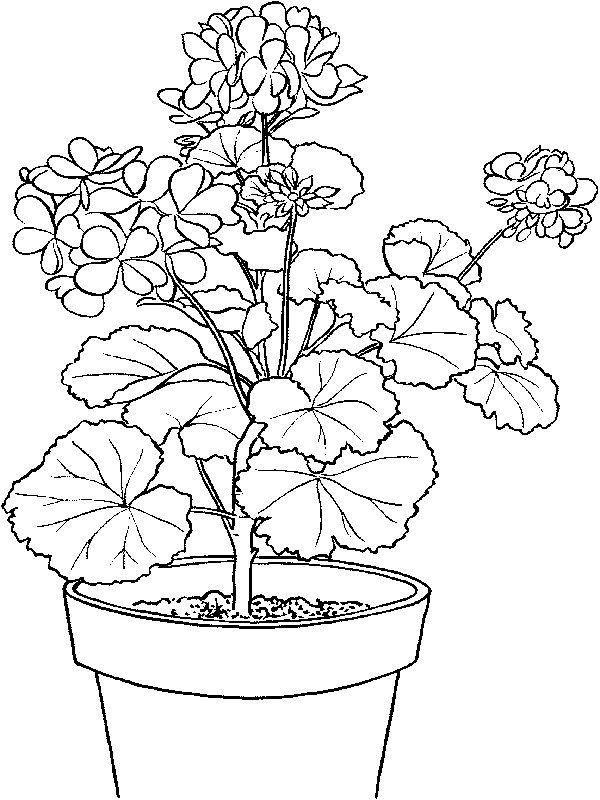 Герань бегония фиалка