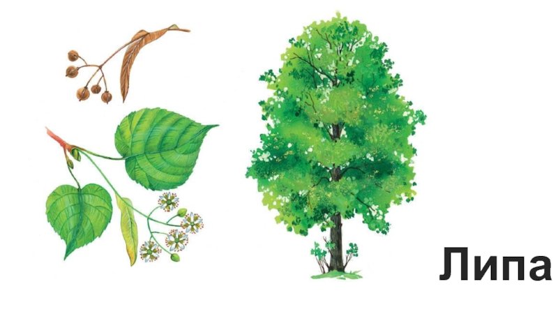 Липа сердцелистная осенью