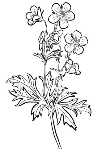 Герань Луговая рисунок