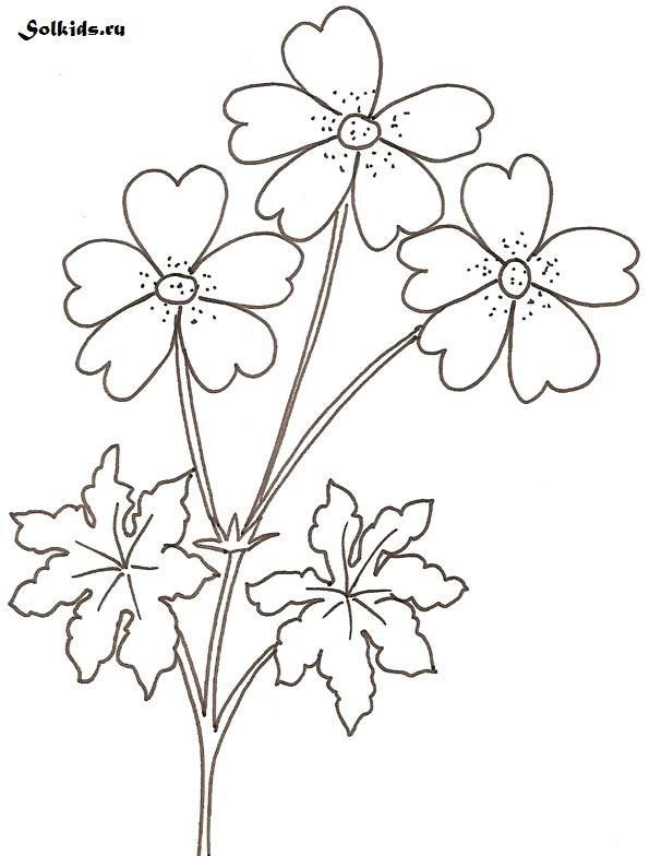 Цветы раскраска для детей