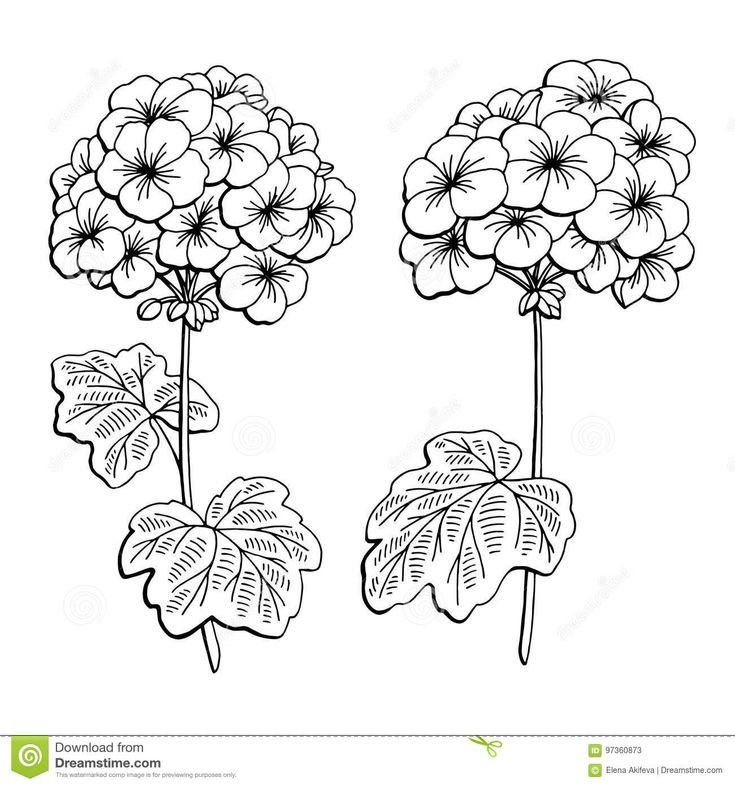 Пеларгония зональная