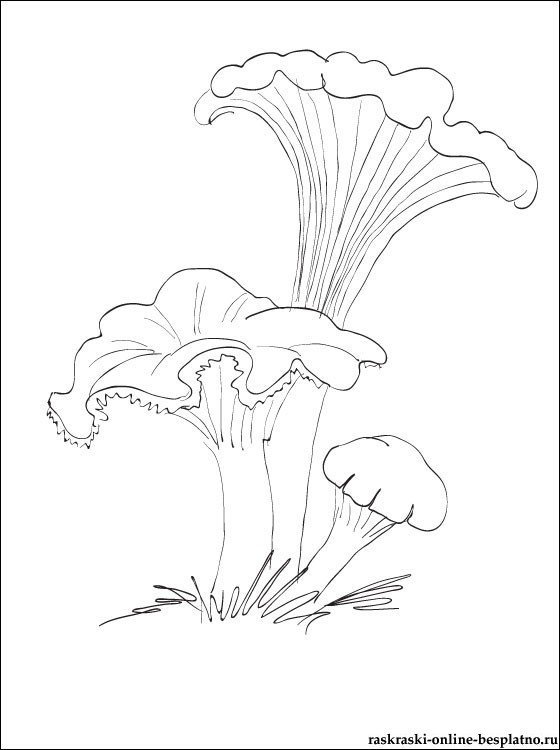 Гриб Лисичка срисовать