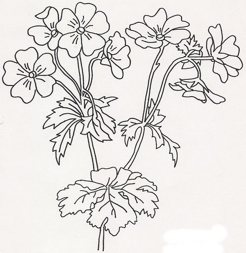 Герань Лесная