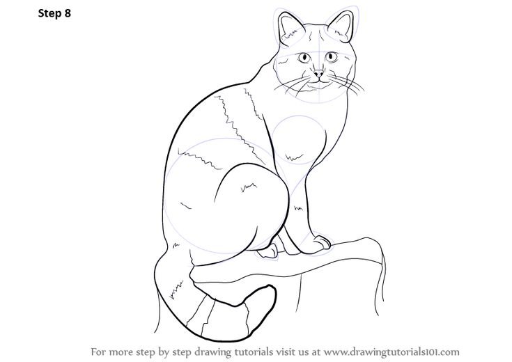 Кот Манул раскраска