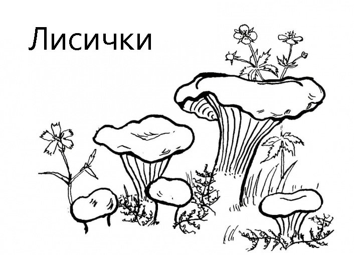 Гриб Лисичка разукрашка