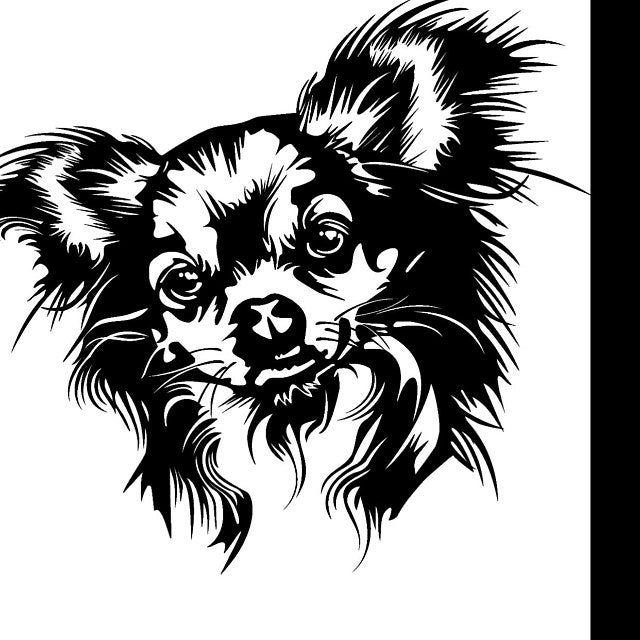 Чихуахуа длинношерстные