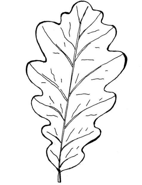 Дубовый лист рисунок