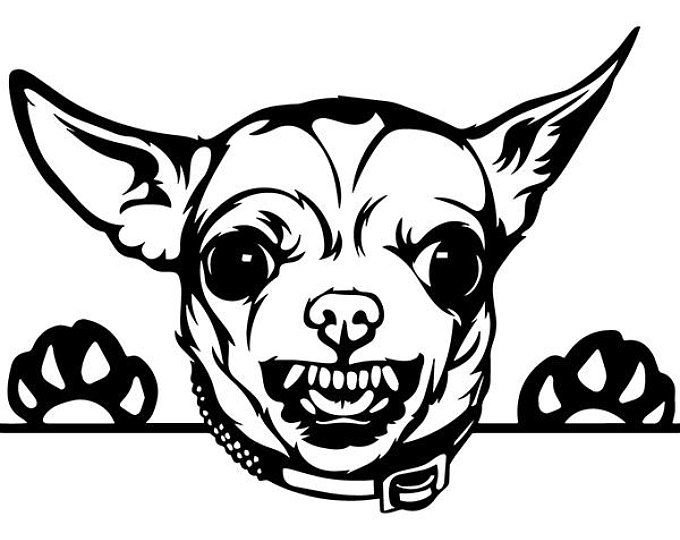 Раскраска собака чихуахуа