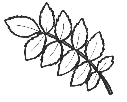 Шаблон листьев рябины
