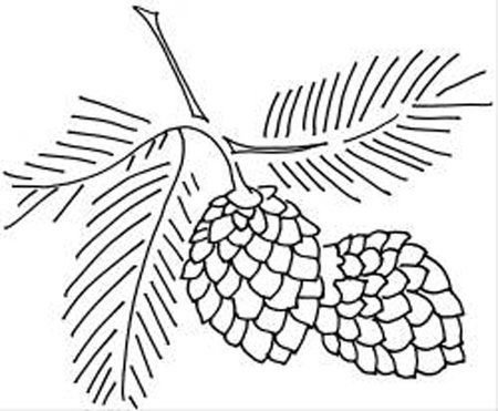 Шишка раскраска для детей