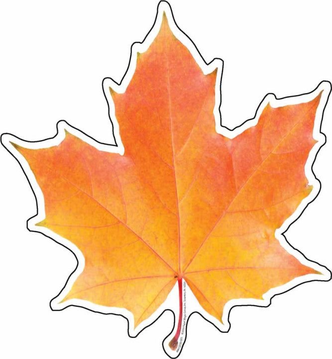 Кленовый лист