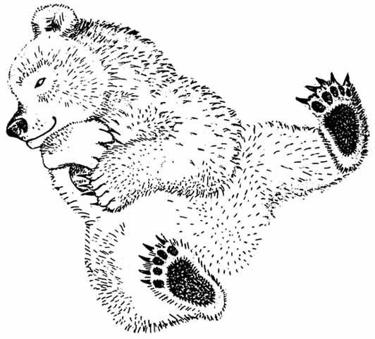 Медведь раскраска для детей