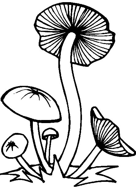 Опята раскраска