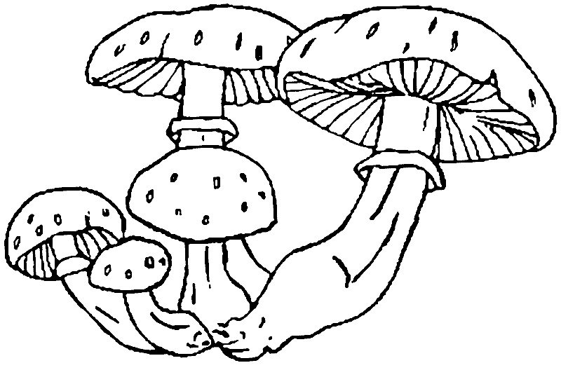 Несъедобные грибы раскраска