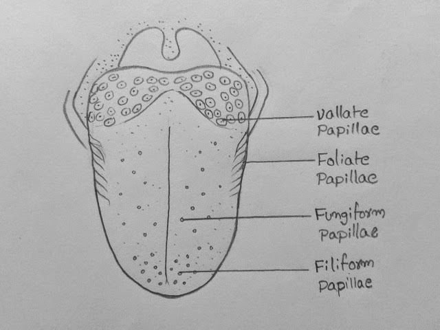Строение вкусовых сосочков языка