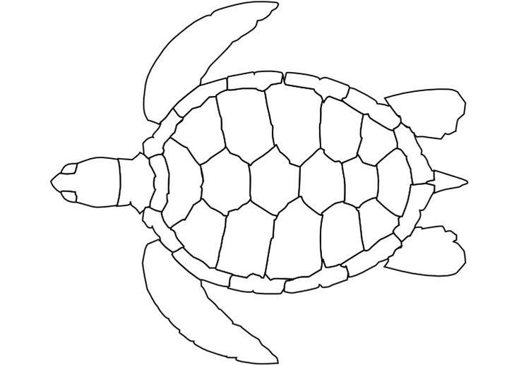 Черепаха раскраска