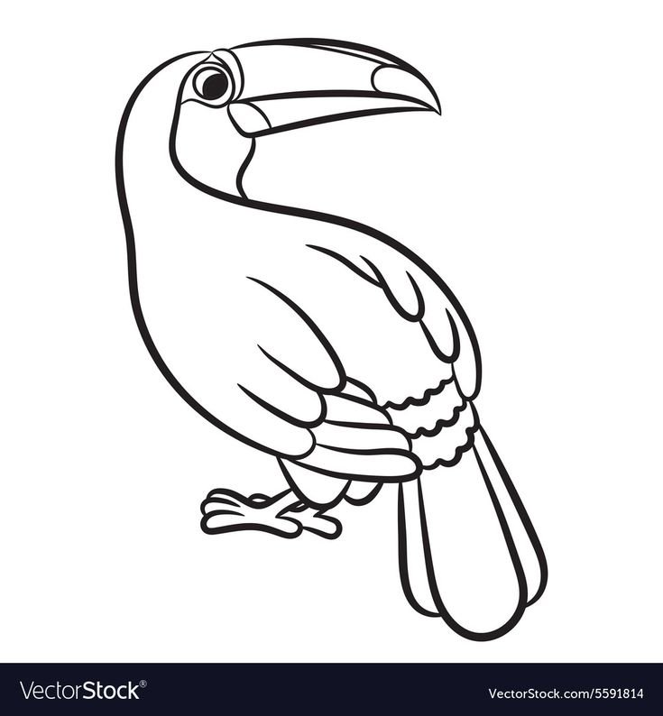 Тукан рисунок