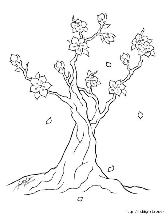 Сакура дерево рисунок карандашом