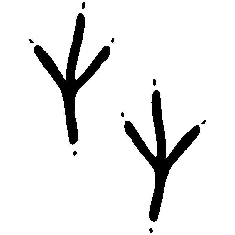 Отпечатки лап птиц