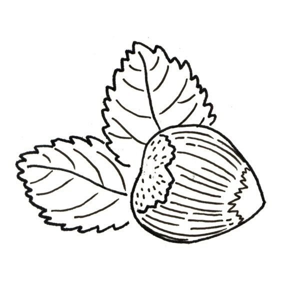 Лесной орех лещина