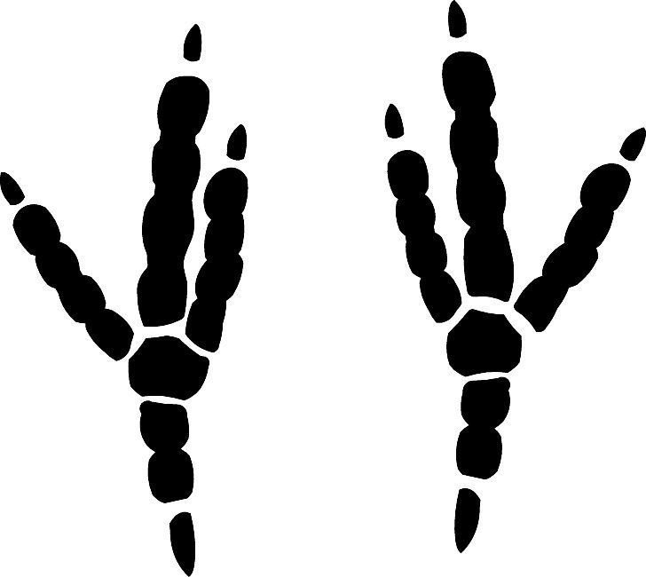 Следы курицы