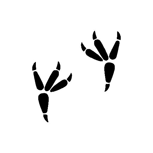 Отпечатки лап птиц