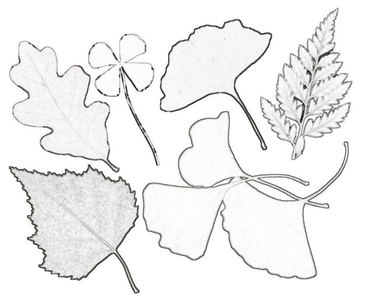 Листья картинки для детей раскраски