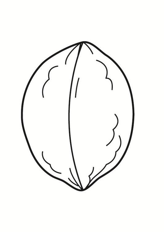 Орех картинка раскраска