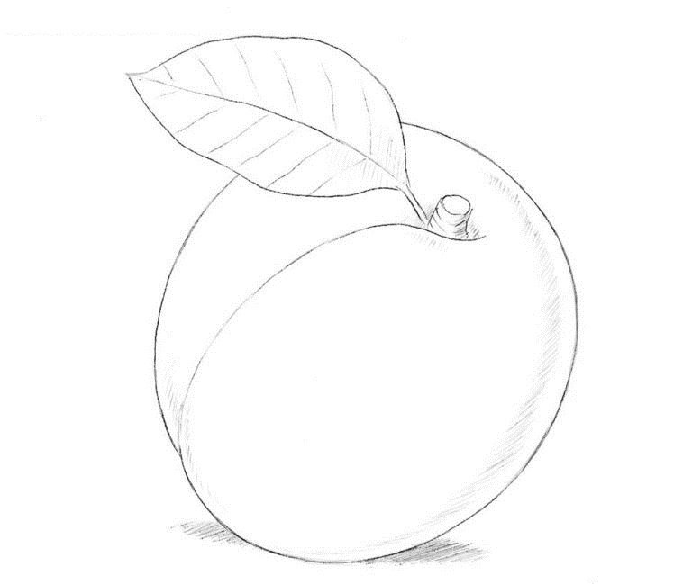 Слива рисунок карандашом