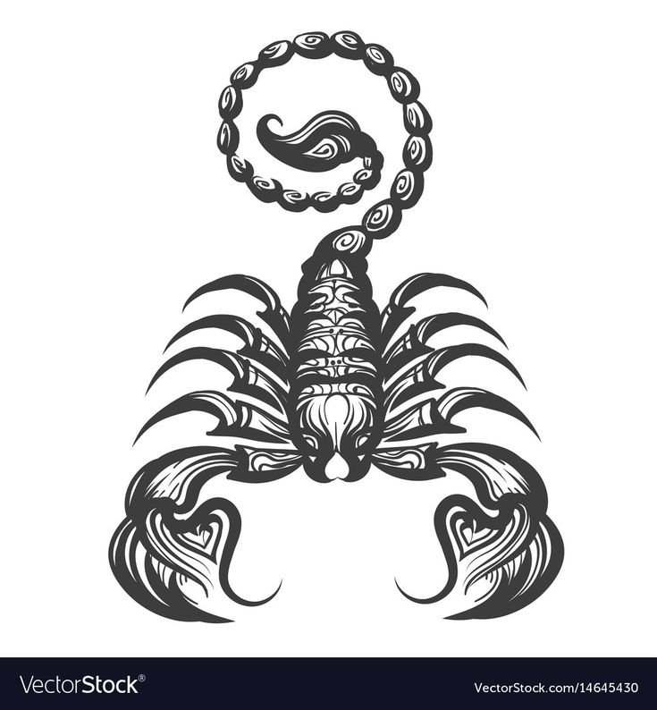 Скорпион рисунок