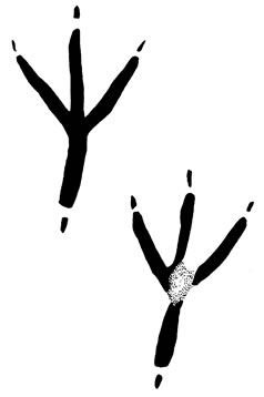 Следы птиц на белом фоне