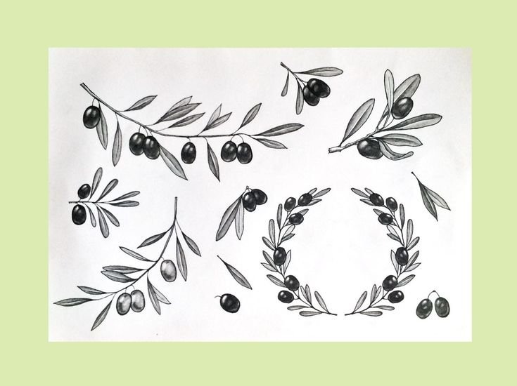 Оливковая веточка эскиз
