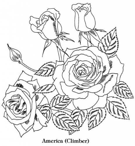 Картинки для раскрашивания розы