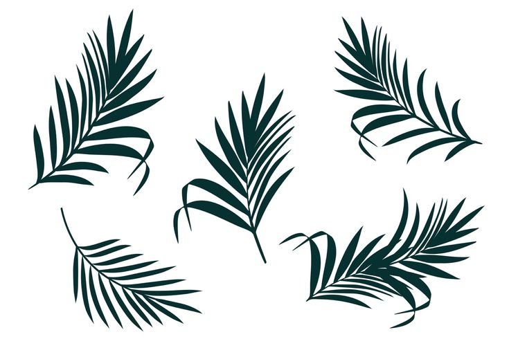 Пальмовые листья вектор