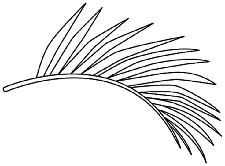 Пальмовые листья рисунок