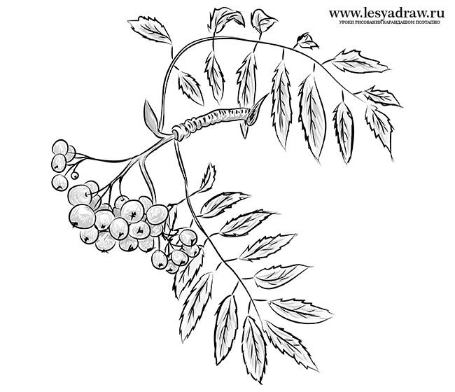 Ветка рябины рисунок карандашом