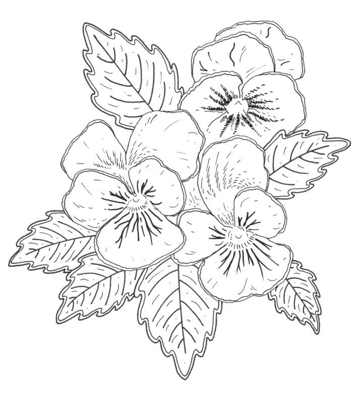 Рисунки цветов