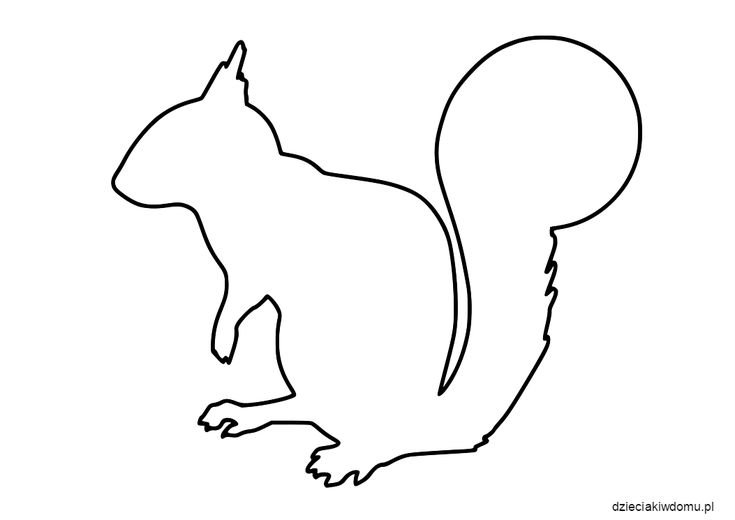 Белка контур