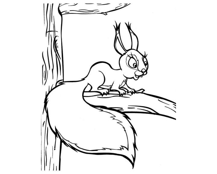 Белка раскраска