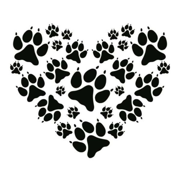 След собаки