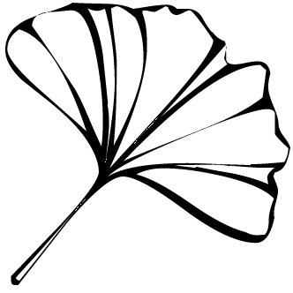 Лист гинкго билоба шаблон